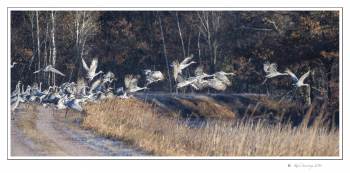 sandhill cranes lift off.jpg